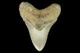Fossil Megalodon Tooth - North Carolina #124970-1
